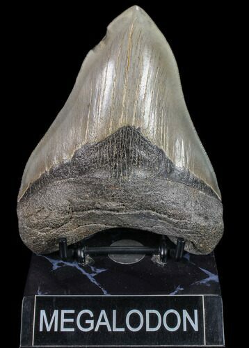 Serrated, Fossil Megalodon Tooth - Georgia #80067
